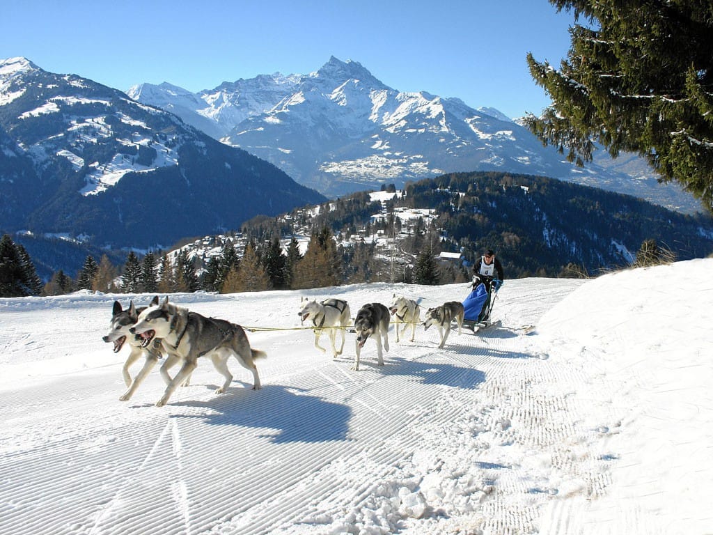 villars-gryon-chiens-de-traineau-lionel-meylan-vevey