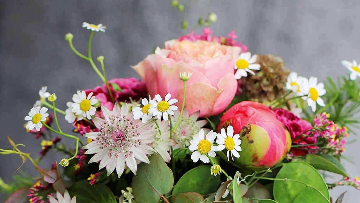 VERT PASSION Belles plantes